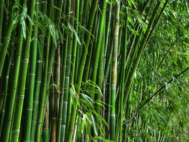 Bamboo tree green leaves path free wallpaper for desktop - medium preview image