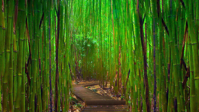 Bamboo forest path wooden walkway free wallpaper for desktop - medium preview image