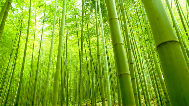 Bamboo forest green trees path free wallpaper for desktop - medium preview image