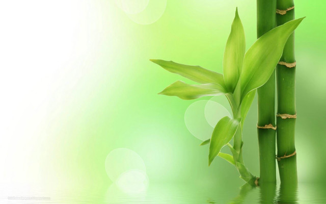 Bamboo plant green leaves water free wallpaper for desktop - medium preview image