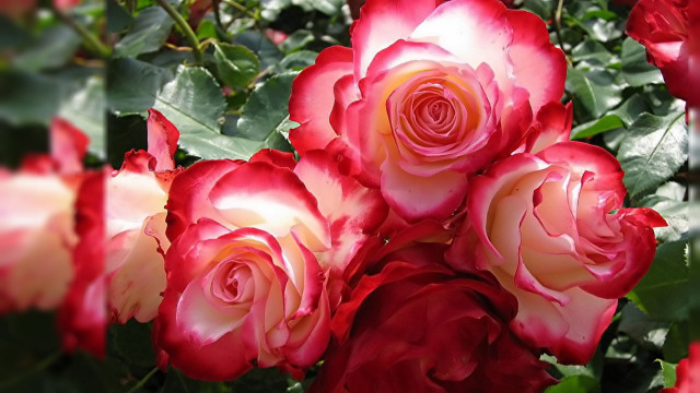 Red white roses bouquet blurry free wallpaper for desktop - medium preview image