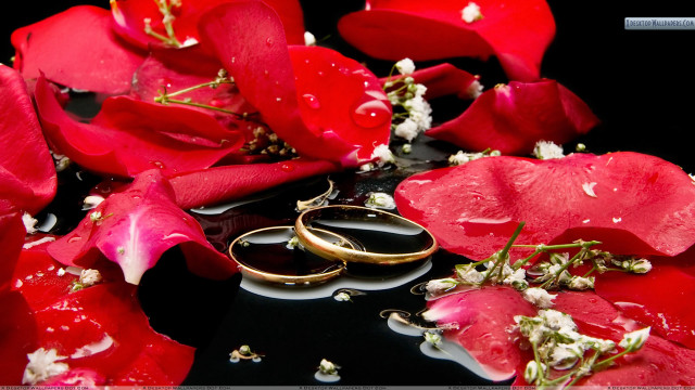Wedding rings red flowers water free wallpaper for desktop - medium preview image