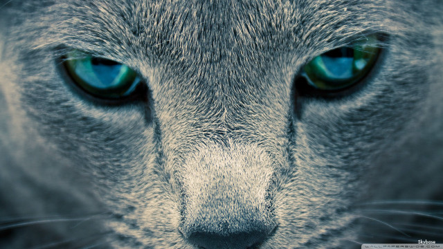 Cat blue eyes surreal macro free wallpaper for desktop - medium preview image
