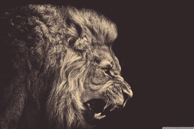 Lion mouth open wide open free wallpaper for desktop - medium preview image