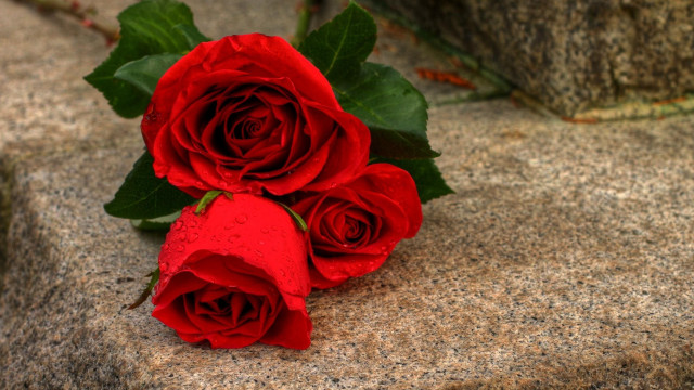 Three red roses rock building free wallpaper for desktop - medium preview image
