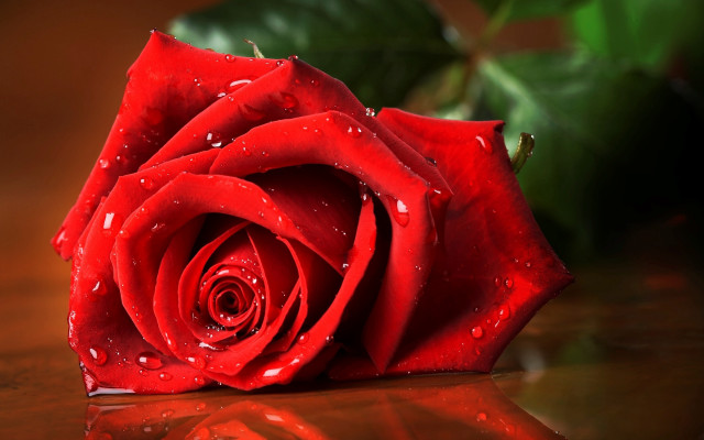 Red rose water droplets romantic free wallpaper for desktop - medium preview image