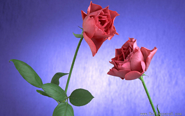 Two roses vase table blue free wallpaper for desktop - medium preview image