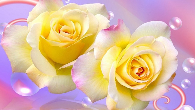 Yellow roses water bubbles pink free wallpaper for desktop - medium preview image
