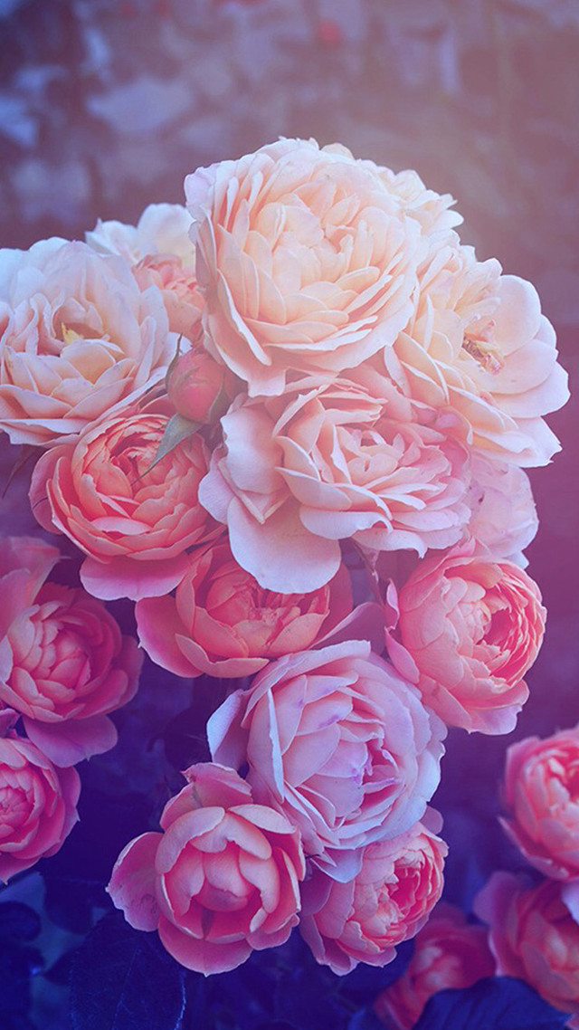 Pink flowers vase table blue #2 free wallpaper for mobile - medium preview image