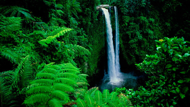 Waterfall lush green plants trees free wallpaper for desktop - medium preview image