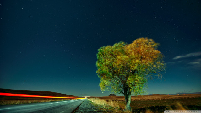 Tree road car night long free wallpaper for desktop - medium preview image