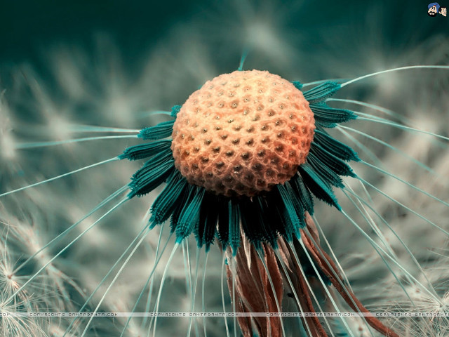 Dandelion closeup blurry background bottom free wallpaper for desktop - medium preview image