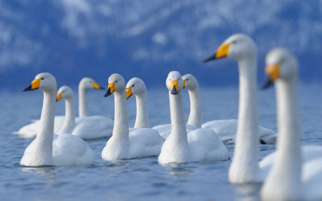 White ducks floating lake shore free wallpaper for desktop - medium preview image