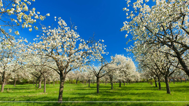 Field trees grass blue sky #8 free wallpaper for desktop - medium preview image