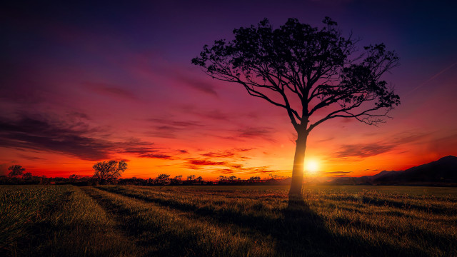 Tree field sunset purple sky free wallpaper for desktop - medium preview image