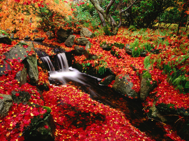 Stream red leaves rocks forest #7 free wallpaper for desktop - medium preview image