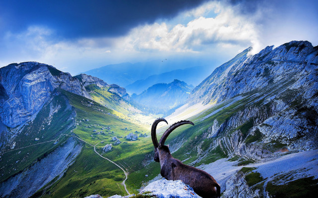 Goat long horns mountain top free wallpaper for desktop - medium preview image