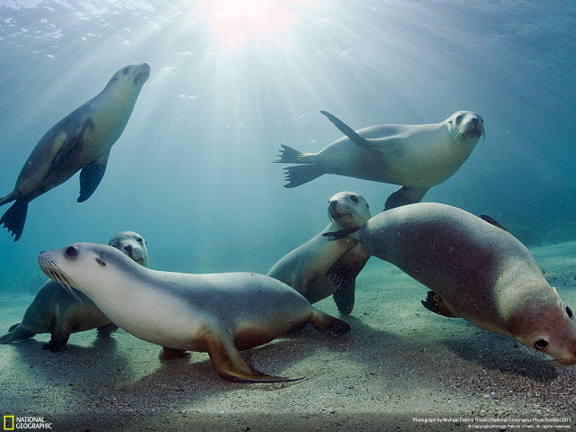 Sea lions swimming ocean sunlight #2 free wallpaper for desktop - medium preview image