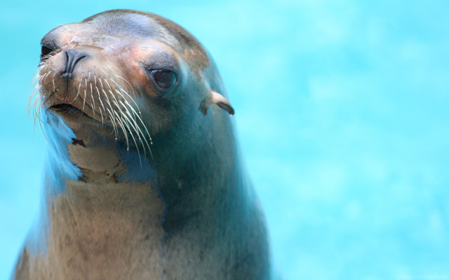 Seal looking up blue background free wallpaper for desktop - medium preview image
