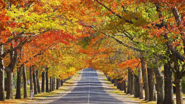 Autumn road trees orange yellow free wallpaper for desktop - medium preview image