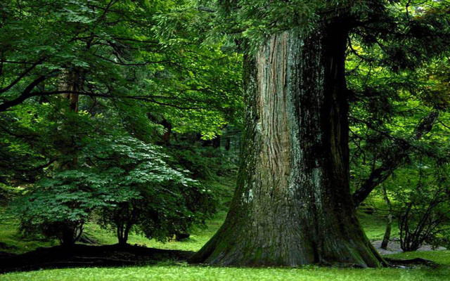 Large tree green forest bench free wallpaper for desktop - medium preview image