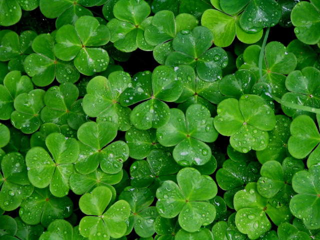 Close up green clovers water #2 free wallpaper for desktop - medium preview image