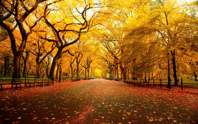 Road trees fence yellow leaves free wallpaper for desktop - medium preview image