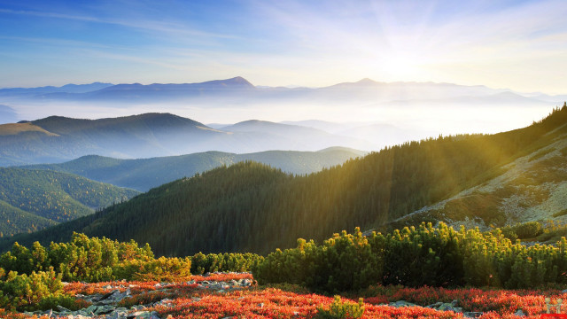Mountain sun trees flowers field free wallpaper for desktop - medium preview image