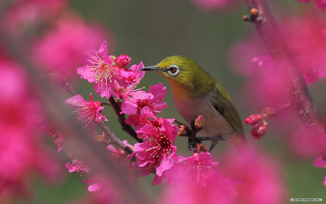 Bird perched branch pink flowers #5 free wallpaper for desktop - medium preview image