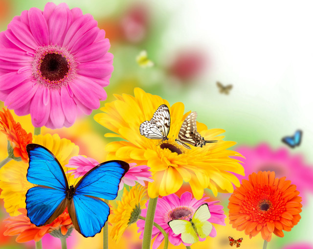 Colorful flowers butterflies white background free wallpaper for desktop - medium preview image