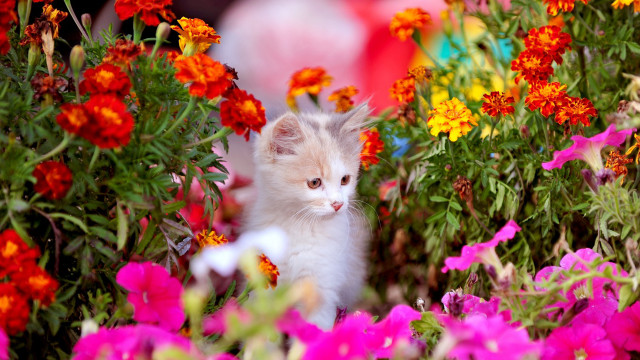 Kitten flower garden person red free wallpaper for desktop - medium preview image