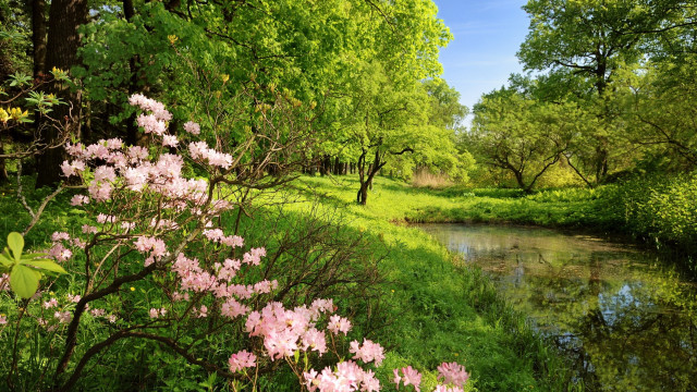 River lush forest flowers trees free wallpaper for desktop - medium preview image