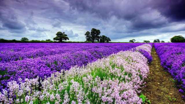 Purple flowers cloudy sky path free wallpaper for desktop - medium preview image