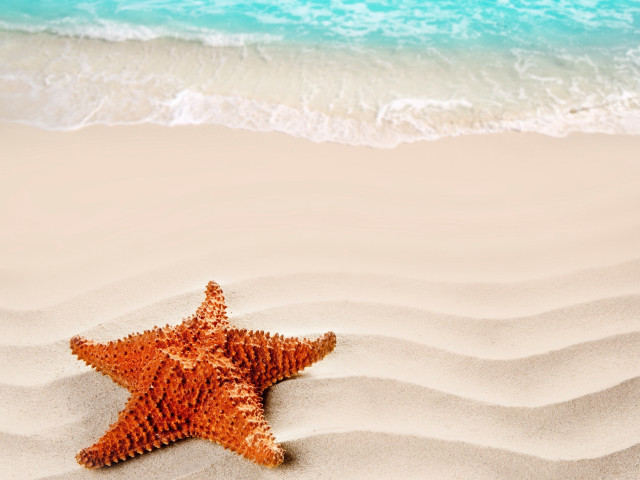 Starfish sandy beach blue ocean free wallpaper for desktop - medium preview image