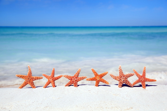 Starfish sandy beach ocean sunny free wallpaper for desktop - medium preview image
