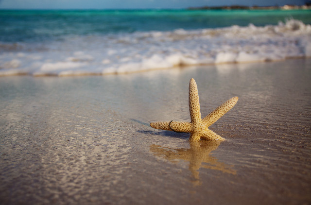 Starfish beach water edge sand free wallpaper for desktop - medium preview image