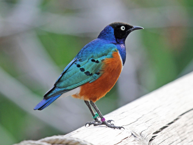 Colorful bird wooden plank blurry free wallpaper for desktop - medium preview image