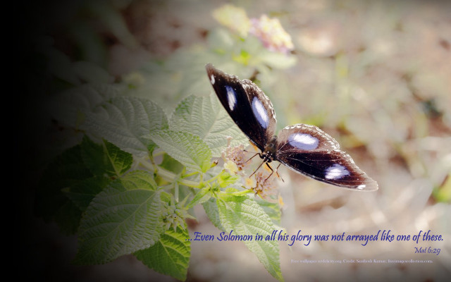 Butterfly quote leafy plant blurry free wallpaper for desktop - medium preview image