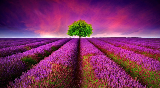 Lone tree lavender field purple free wallpaper for desktop - medium preview image
