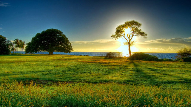 Field tree water sunset dawn free wallpaper for desktop - medium preview image