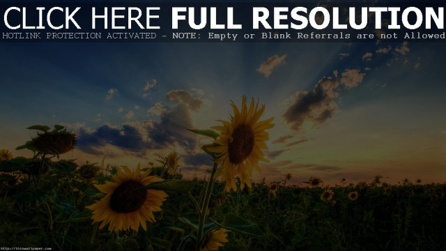 Sunflower field sunset quote beautiful free wallpaper for desktop - medium preview image