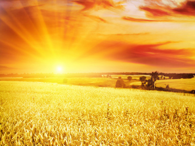 Wheat field sunset clouds sky free wallpaper for desktop - medium preview image