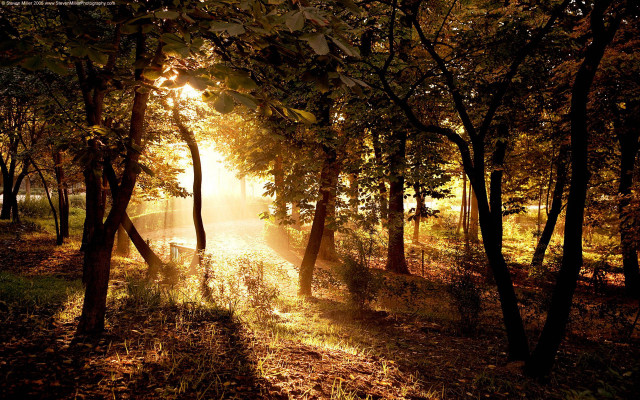 Forest path sunlight trees leaves #2 free wallpaper for desktop - medium preview image