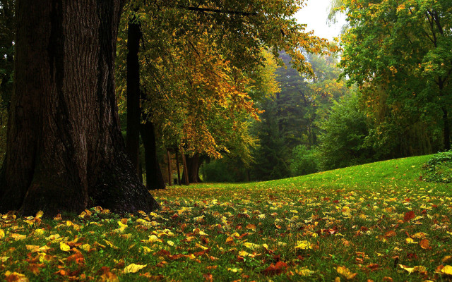 Grassy area with trees leaves free wallpaper for desktop - medium preview image