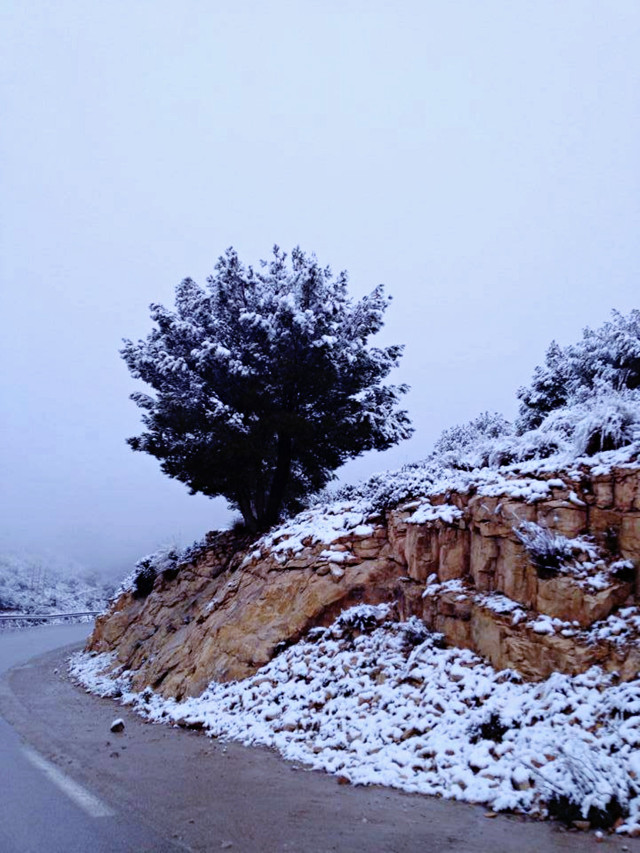 Snow covered road tree hill free wallpaper for mobile - medium preview image