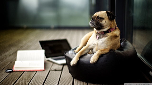Dog bean bag laptop book free wallpaper for desktop - medium preview image