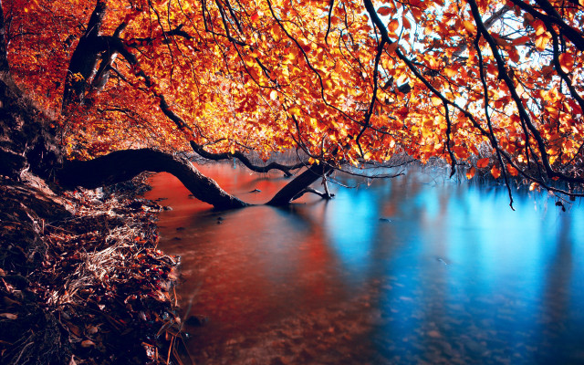Tree orange leaves water shoreline free wallpaper for desktop - medium preview image
