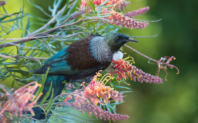 Bird branch flowers beak white free wallpaper for desktop - medium preview image