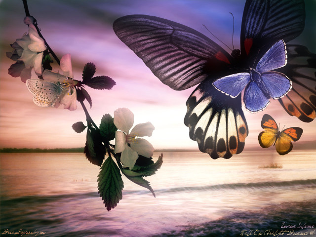 Butterflies flying water sunset pink free wallpaper for desktop - medium preview image