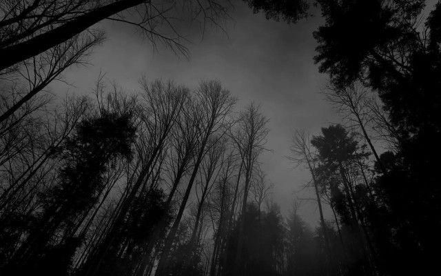Dark forest tall trees fog #2 free wallpaper for desktop - medium preview image